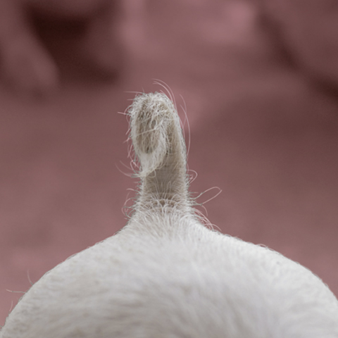 Virbac contigo, salud animal